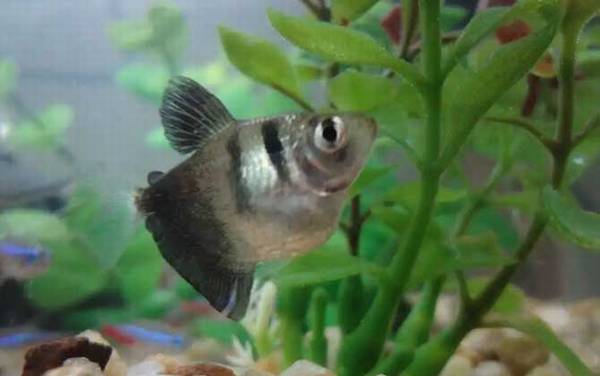 黑裙鱼是什么鱼?