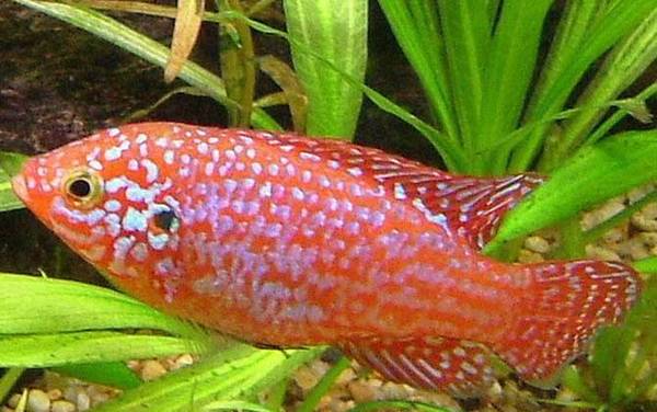 红宝石鱼是什么鱼?