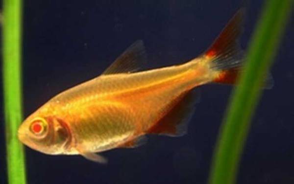 红十字鱼是什么鱼?