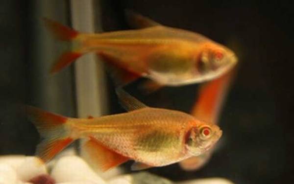 红十字鱼是什么鱼?