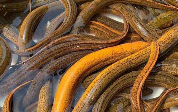 杀黄鳝真的会有报应吗?