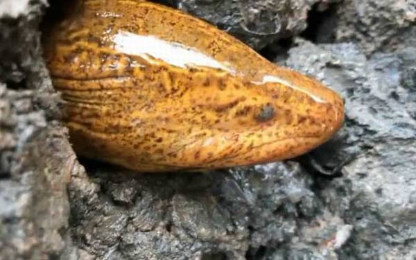 杀黄鳝真的会有报应吗?