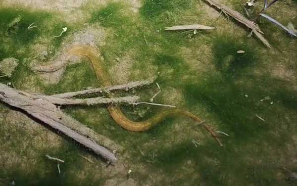 杀黄鳝真的会有报应吗?