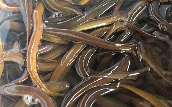 黄鳝身上粘液需不需要去除?