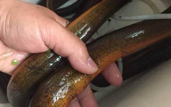 一亩地能养多少黄鳝?