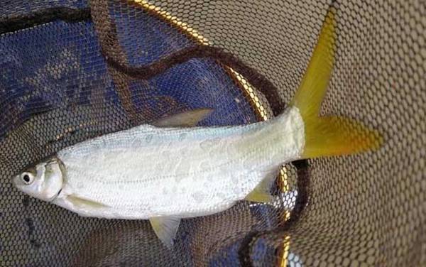 鲴鱼是什么鱼?