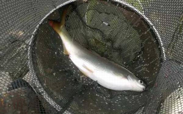 红尾鲴是什么鱼?