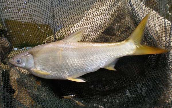 红尾鲴是什么鱼?