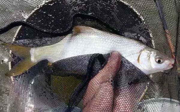 黄尾鱼学名叫什么?