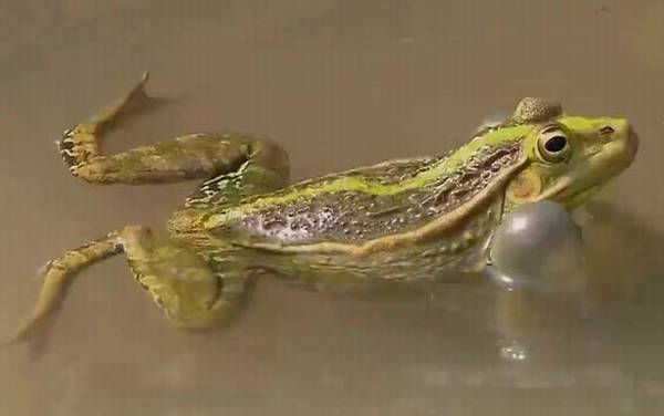 田蛙是什么动物?
