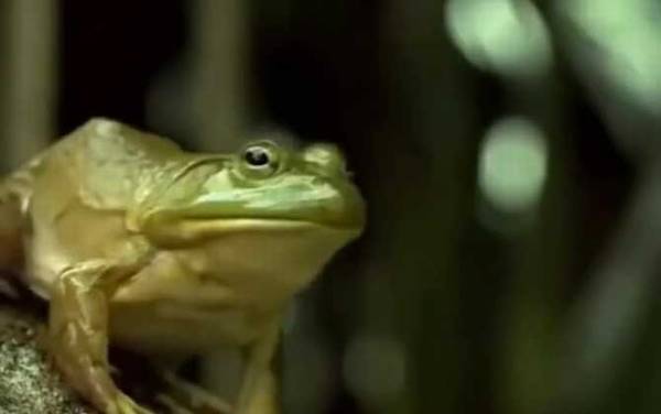 萎缩蛙是什么动物?