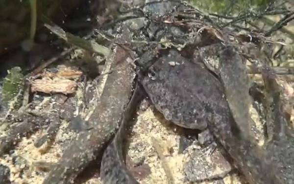 萎缩蛙是什么动物?