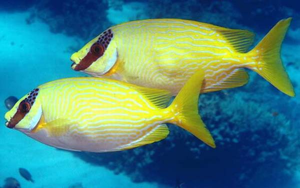 狐狸鱼是什么鱼?