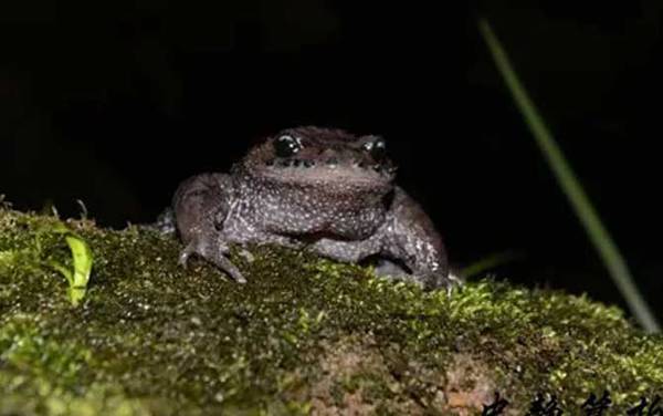 胡子蛙是什么动物?