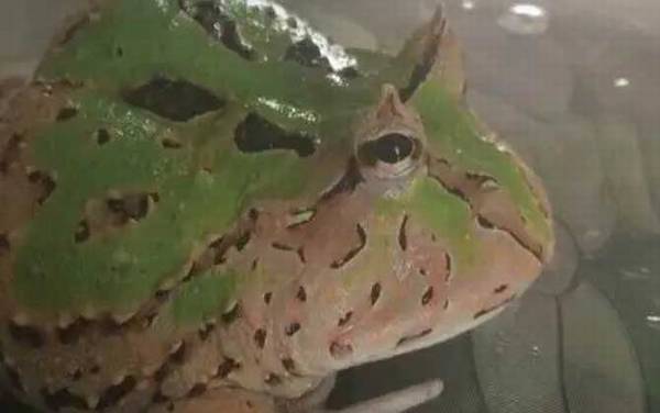 蝴蝶角蛙是什么动物?