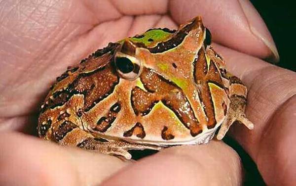 蝴蝶角蛙是什么动物?