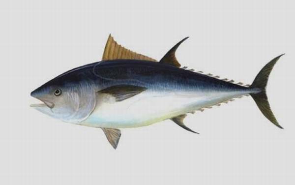 鲔鱼是什么鱼?