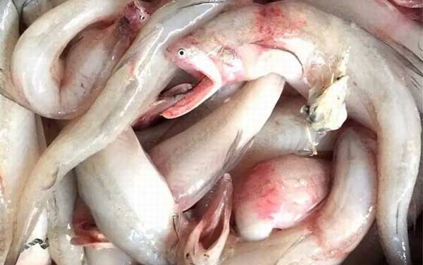 虾潺是什么动物?