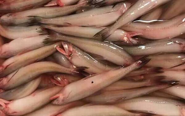 虾潺是什么动物?