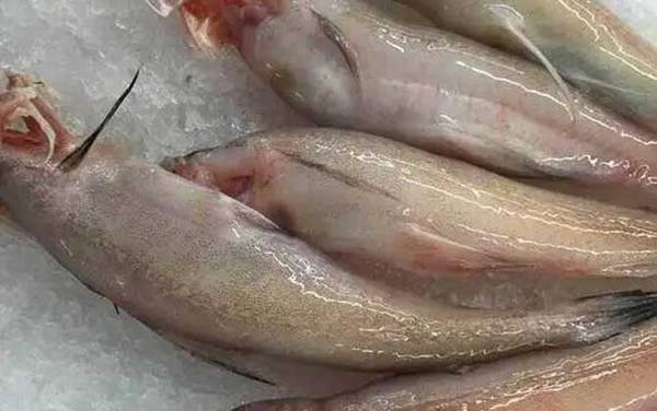 虾潺是什么动物?