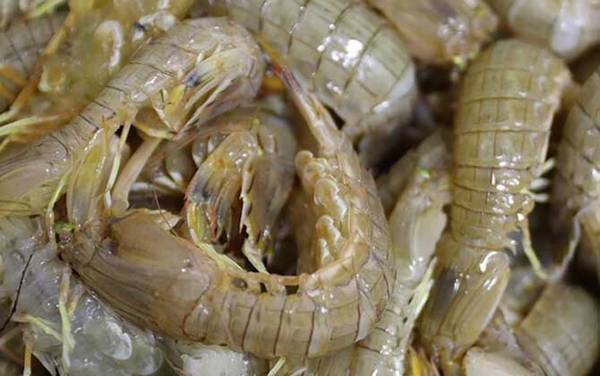 虾爬子是什么东西?