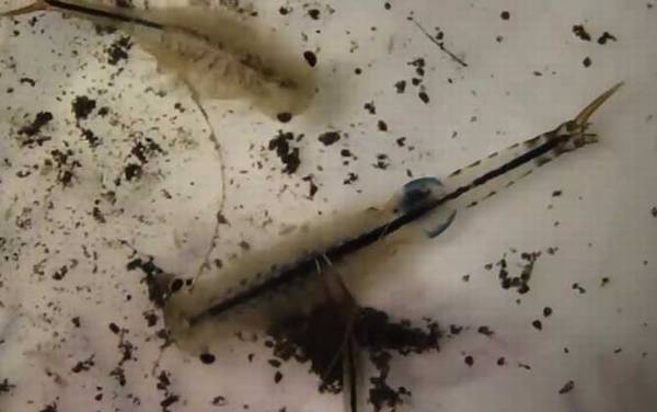 仙女虾是什么动物?