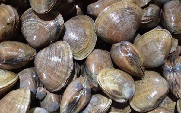 蚬子是什么动物?