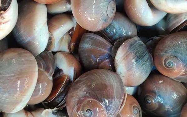 响螺是什么螺?