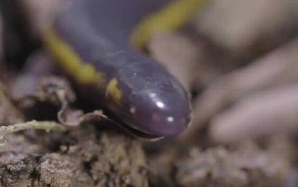 版纳鱼螈是什么动物?