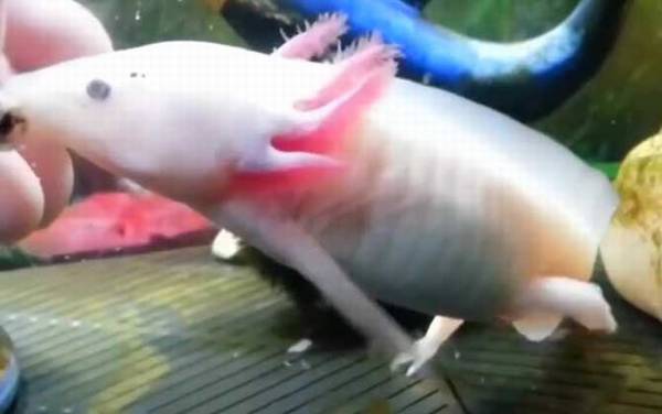 钝口螈是什么动物?