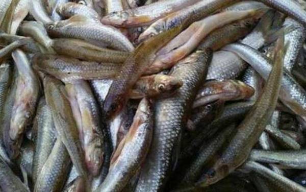 船钉子是什么鱼?