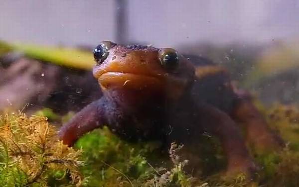 红瘰疣螈是什么动物?