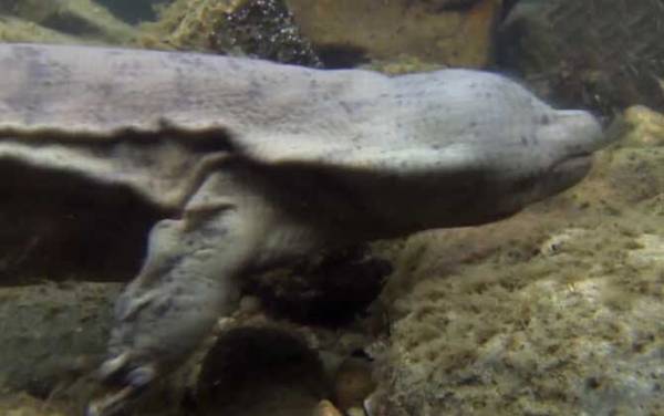 娃娃鱼吃什么食物?