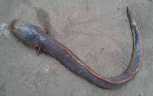 须鳗虾虎鱼是什么鱼?