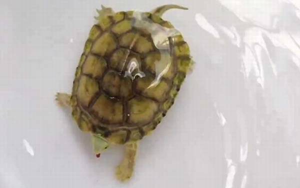 黄喉拟水龟是什么龟?