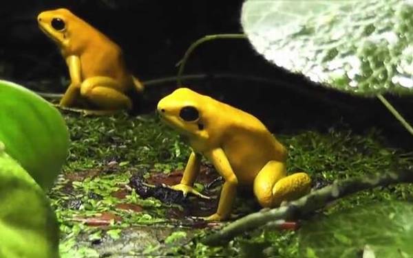 黄金箭毒蛙是什么蛙?