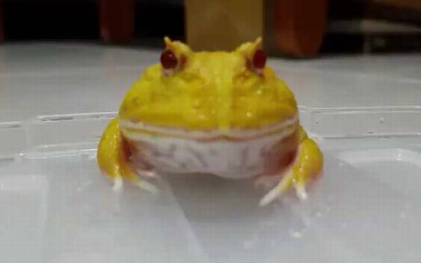 黄金角蛙是什么蛙?