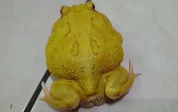 黄金角蛙是什么蛙?