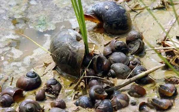 黄金螺是什么螺?