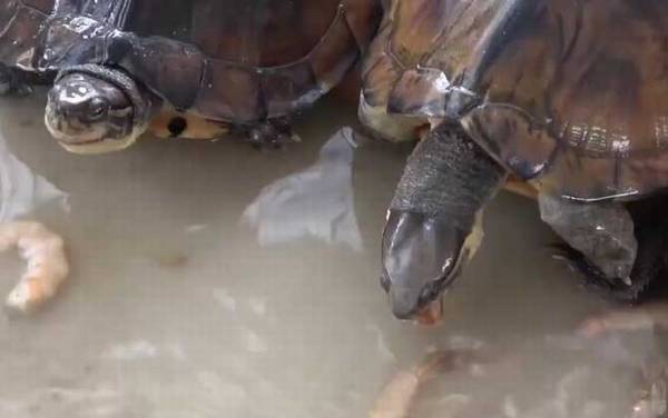 黄头侧颈龟是什么龟?