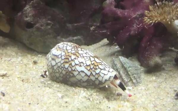 鸡心螺是什么螺?