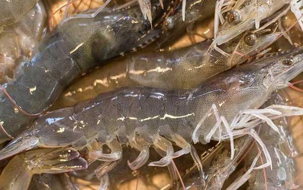 基围虾是什么虾?