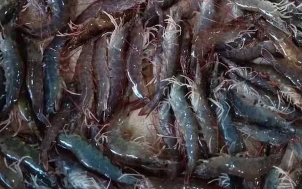 基围虾是什么虾?