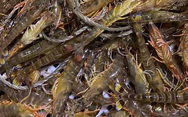 基围虾是什么虾?