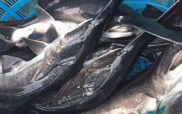 匙吻鲟是什么动物?