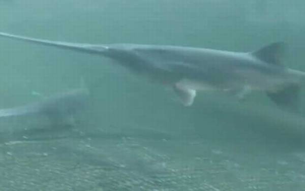 匙吻鲟是什么动物?