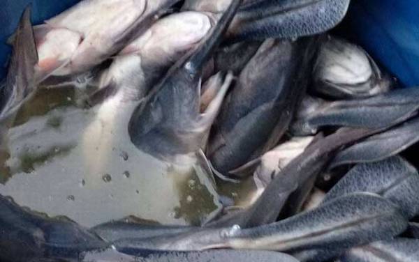 匙吻鲟是什么动物?