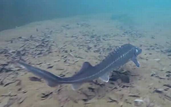 鲟鳇鱼是什么鱼?