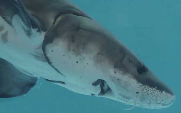 中华鲟价格多少钱一斤?