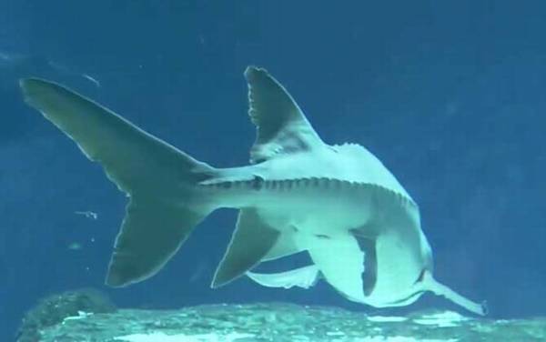 关于中华鲟的资料有哪些?